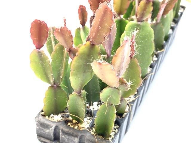 リプサリス・アグドエンシス*ミニ多肉植物セル苗の画像