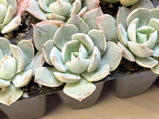 スカイデッケリ【エケベリア】*ミニ多肉植物セル苗の画像
