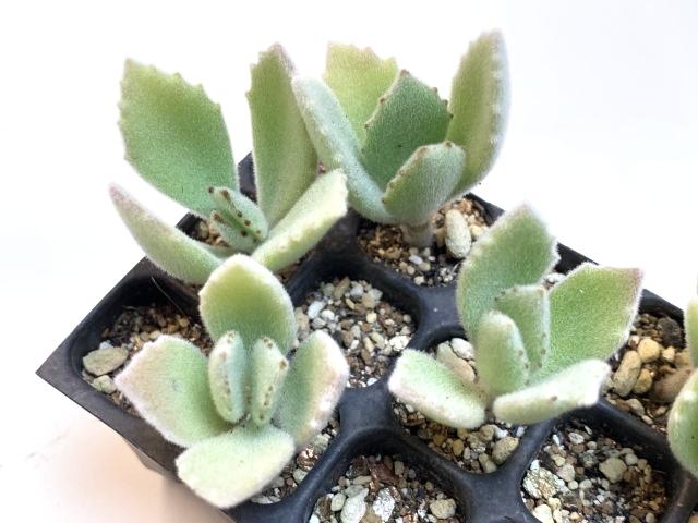 草原のうさぎ【カランコエ】*ミニ多肉植物セル苗の画像