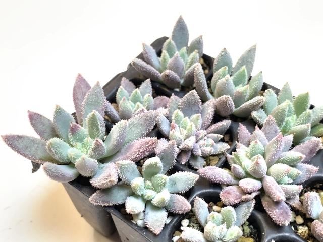 ハミルトン (トリマネンシス×青い渚) 【エケベリア】*ミニ多肉植物セル苗の画像