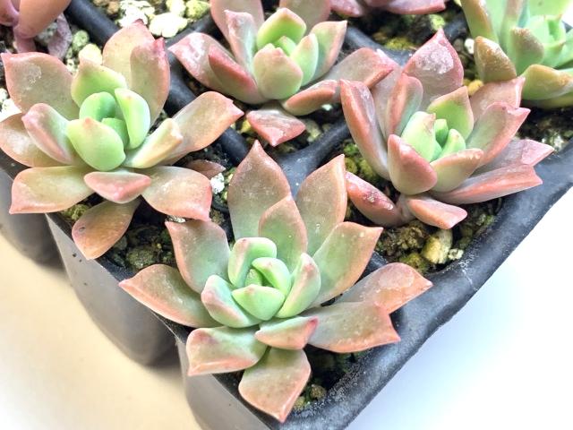 マッコス【エケベリア】*ミニ多肉植物セル苗の画像