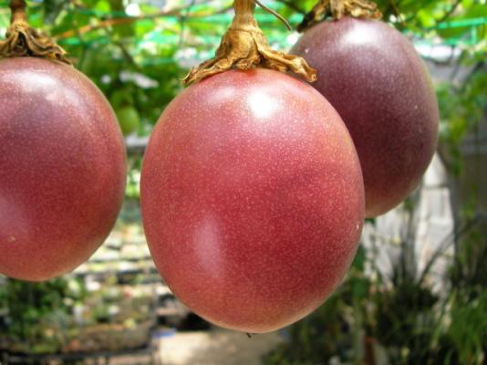 【緑】紫果皮-サマークイーン系-パッションフルーツ苗(自家結実性)生産育成直売の画像