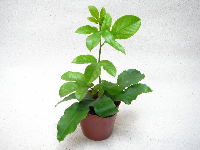 【茶】新ブラック果皮-パッションフルーツ苗(自家結実性)生産育成直売の画像