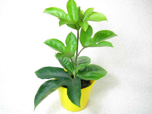【黄】黄果皮-ジャンボ果実-パッションフルーツ苗(他家結実性)生産育成直売※生育パターンが同等の赤紫果皮ジャンボとのペア栽培がベストの画像