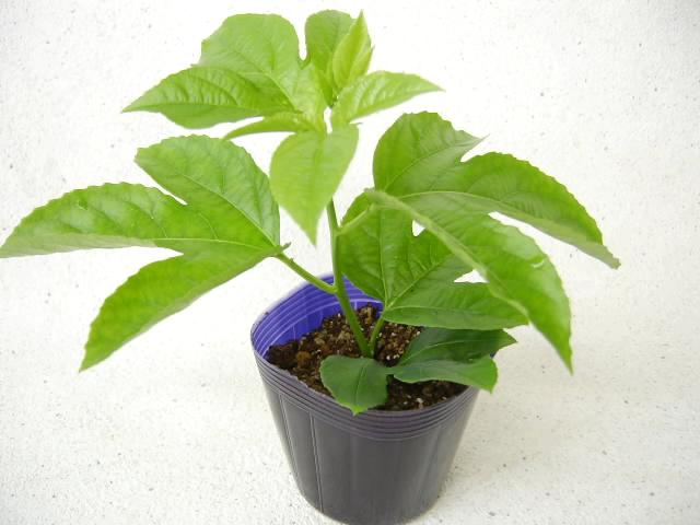 【紫】赤紫果皮-小実-パッションフルーツ苗(自家結実性)生産育成直売の画像