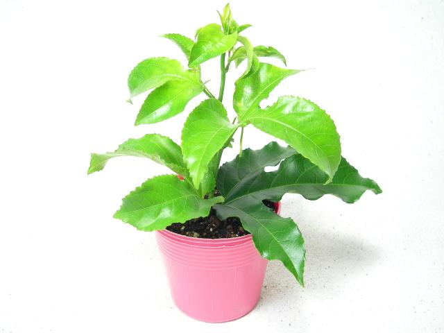 【ピンク】赤系果皮-中実-パッションフルーツ苗(自家結実性)生産育成直売の画像