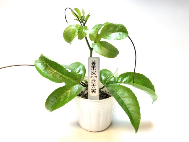 【白名札付】黄果皮-大実(タイプ2)-パッションフルーツ苗(他家結実性)生産育成直売の画像