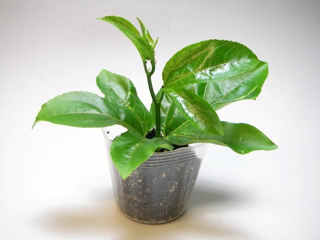 【透明】黄果皮-大実-パッションフルーツ苗(他家結実性)生産育成直売の画像