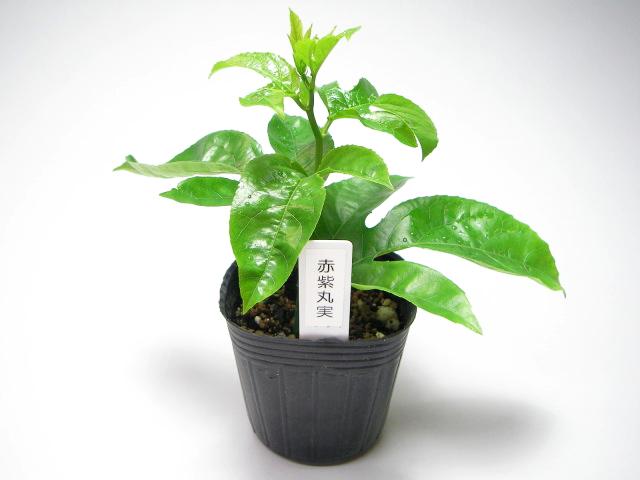 【黒名札付】赤紫果皮-丸実-パッションフルーツ苗(自家結実性)生産育成直売の画像