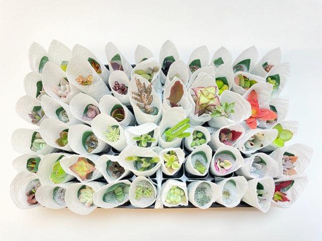 お買得:ミニ多肉植物-60株セット(品種名なし/日にち指定無効)の画像