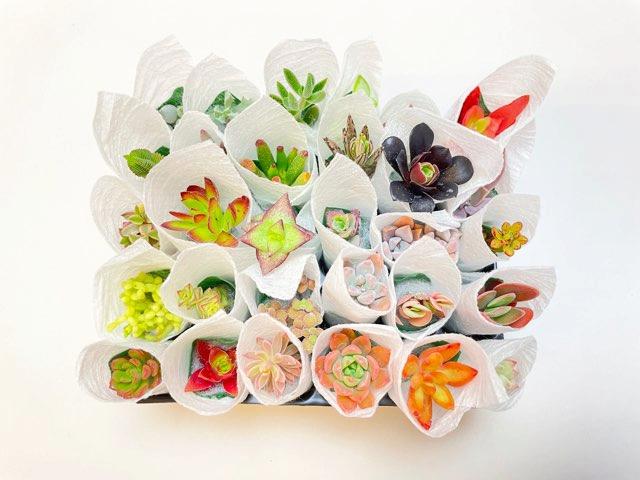 お買得:ミニ多肉植物-30株セット(品種名なし/日にち指定無効)の画像
