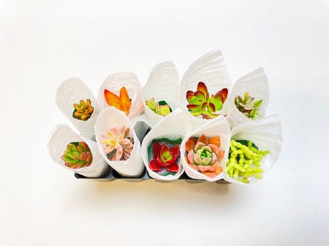 お買得:ミニ多肉植物-10株セット(品種名なし)の画像