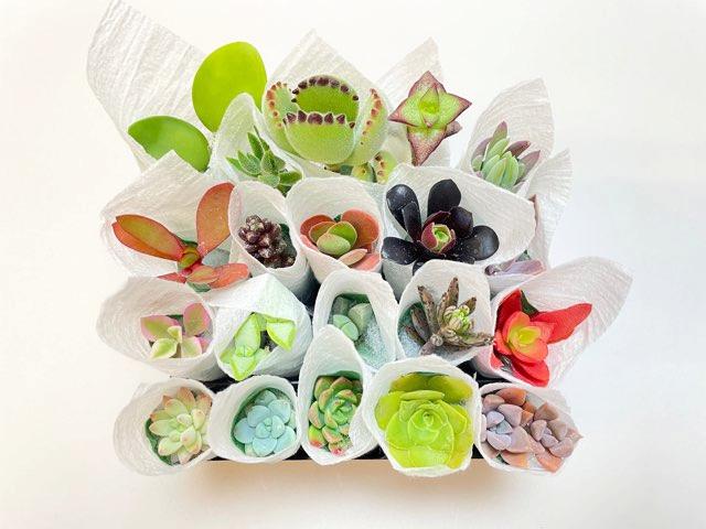 お買得:ミニ多肉植物-20株セット(品種名なし/日にち指定無効)の画像