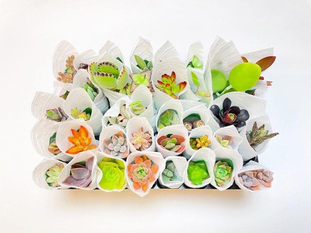 お買得:ミニ多肉植物-40株セット(品種名なし/日にち指定無効)の画像