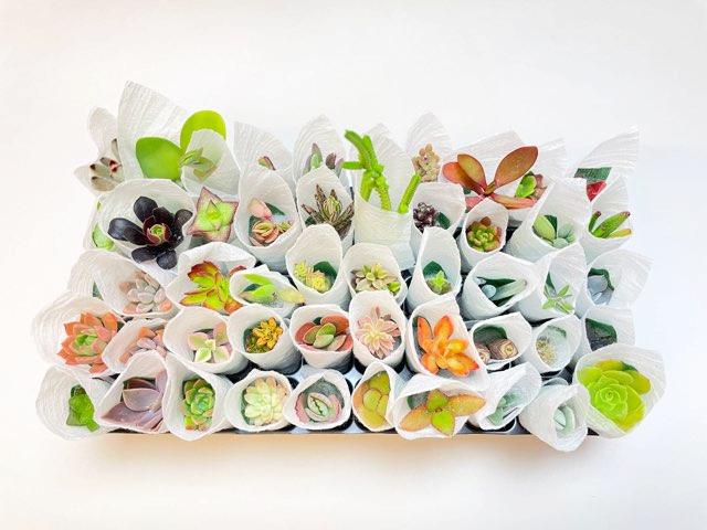 お買得:ミニ多肉植物-50株セット(品種名なし/日にち指定無効)の画像