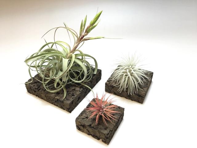 Tillandsia用-高品質ブラックコルクコースターの画像