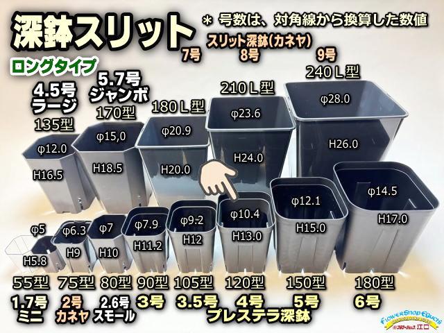プレステラ深鉢 120-黒★(硬質スリットポット)＠多肉植物・塊根植物コーデックス・アガベ・サボテン・観葉・実生・盆栽・果樹鉢[254GB]の画像