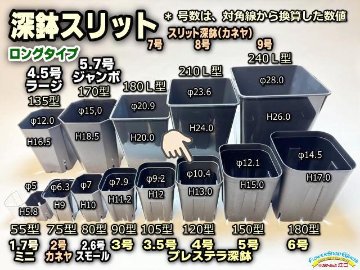 プレステラ深鉢 120-黒★(硬質スリットポット)＠多肉植物・塊根植物コーデックス・アガベ・サボテン・観葉・実生・盆栽・果樹鉢[254GB]の画像