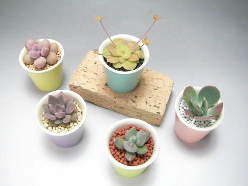 パステルミニポット5色セット(陶器底穴なし)の画像