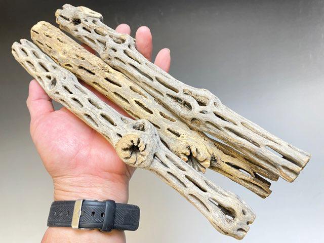 ミニ・スケルトンウッド：30cm規格【太】-(約φ2.5cm前後×長さ約30cm前後)※1本売りの画像