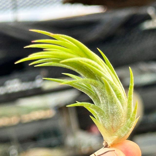 Tillandsia ionantha Evolution チランジア イオナンタ