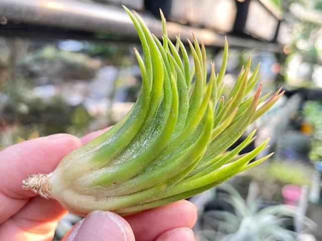 チランジア イオナンタ エボリューション Tillandsia ionantha 'Evolution'子株(φ2cm×H5cm)＊エアプランツ＠フラワーショップ江口の画像