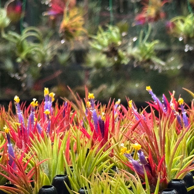 チランジア イオナンタ エボリューション Tillandsia ionantha 'Evolution'子株(φ2cm×H5cm)＊エアプランツ＠フラワーショップ江口の画像