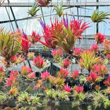 チランジア イオナンタ エボリューション Tillandsia ionantha 'Evolution'子株(φ2cm×H5cm)＊エアプランツ＠フラワーショップ江口の画像