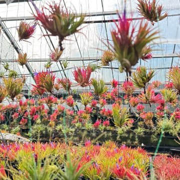 チランジア イオナンタ エボリューション Tillandsia ionantha 'Evolution'子株(φ2cm×H5cm)＊エアプランツ＠フラワーショップ江口の画像
