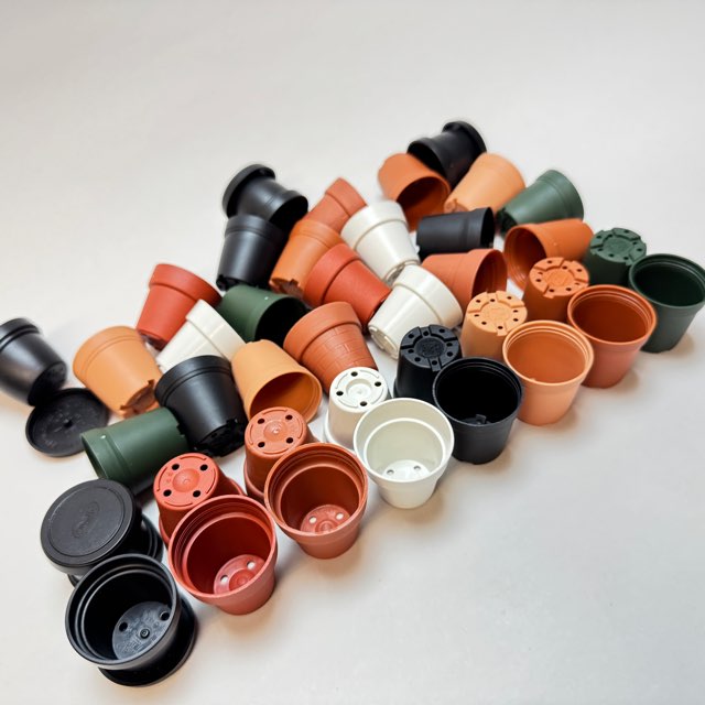 モーニングデュー 抜き苗（10cmプラ鉢サイズです） 01 1号プラ鉢-(濃い)茶 超ミニサイズ＠フラワーショップ江口＊(1号鉢1寸鉢