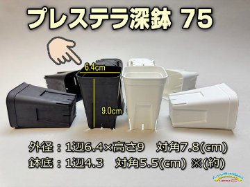 プレステラ深鉢75-黒★(硬質スリットポット)＠多肉植物・塊根植物コーデックス・アガベ・サボテン・観葉・実生・盆栽・果樹鉢[254GB]の画像