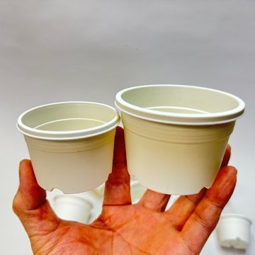 生産者仕様[カントー]プラ鉢A-25S-(2号浅鉢相当：浅型)-白[w][254GW]