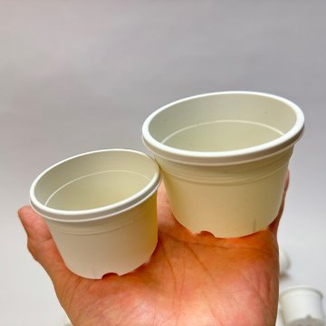 生産者仕様[カントー]浅＊プラ鉢A-30S-(2.5号浅鉢相当：浅型)-白[w]多肉植に特化した浅鉢で用土量を抑え乾燥気味に管理可能[254GW]の画像