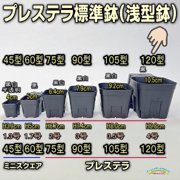 (新)プレステラ120標準鉢(浅型鉢)-(硬質スリットポット4号)-黒[四角]●＠多肉植物・塊根植物・バラ鉢・果樹鉢・アガベ[254GB]の画像