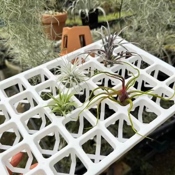 ミニプラ鉢1号・1.3号鉢対応-白色ミニトレイ-35(5×7)鉢用＊(約)A4サイズ相当※1枚売＊多肉・塊根植物・アガベ・ハオルチア・アデニウム・パキポディウム・実生の画像