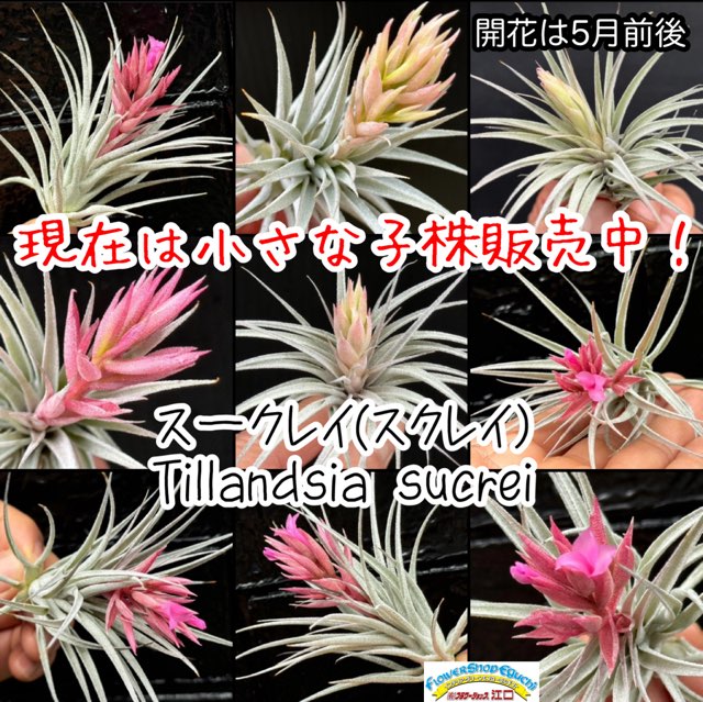 Tillandsia2エアプランツ・エアープランツ専門店生産育成農場