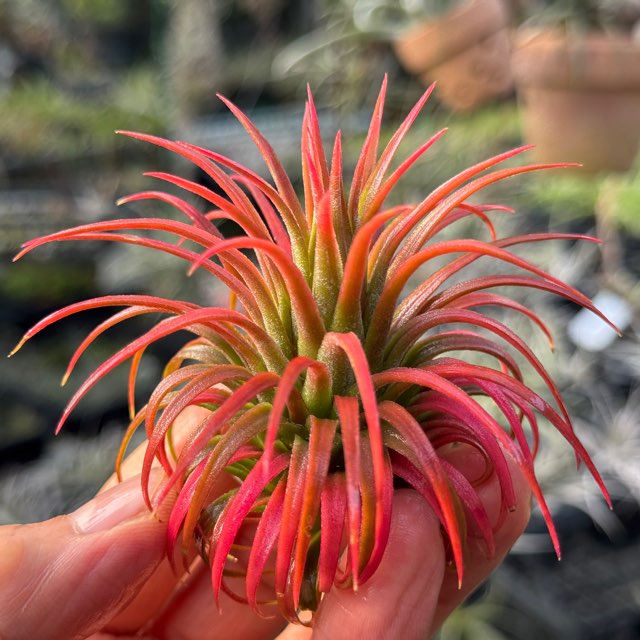 ブロメリア・エアープランツ OkayNeoregelia Aussie Red T Spotted T