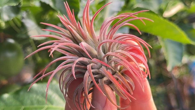ブロメリア・エアープランツ Tillandsia ionantha 'Peanut'Rosita