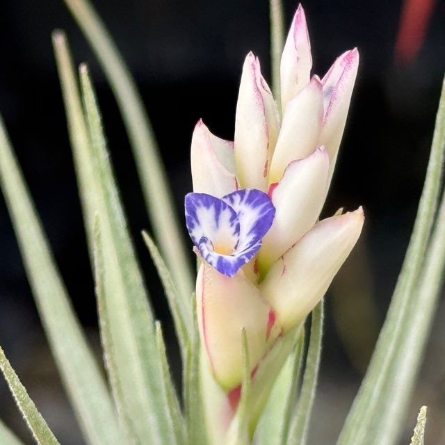 Tillandsia2エアプランツ・エアープランツ専門店生産育成農場