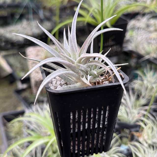 Tillandsia1エアプランツ・エアープランツ専門店生産育成農場
