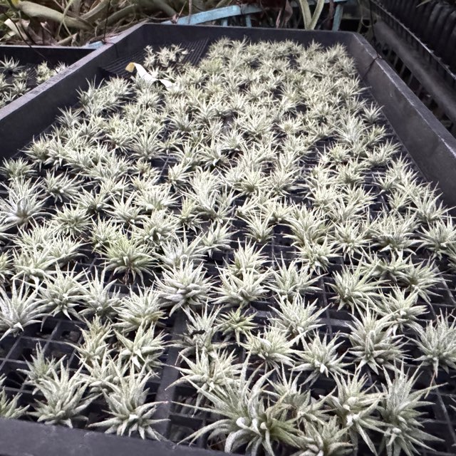 Tillandsia1エアプランツ・エアープランツ専門店生産育成農場