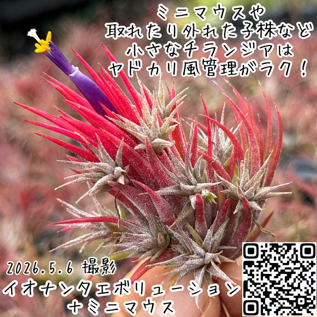 Tillandsia1エアプランツ・エアープランツ専門店生産育成農場