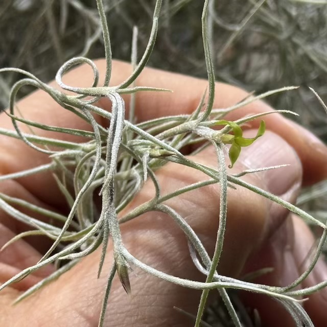 Tillandsia1エアプランツ・エアープランツ専門店生産育成農場