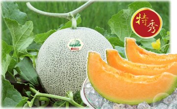 ソラチノメロン夏の香【特秀大玉】１玉入の画像