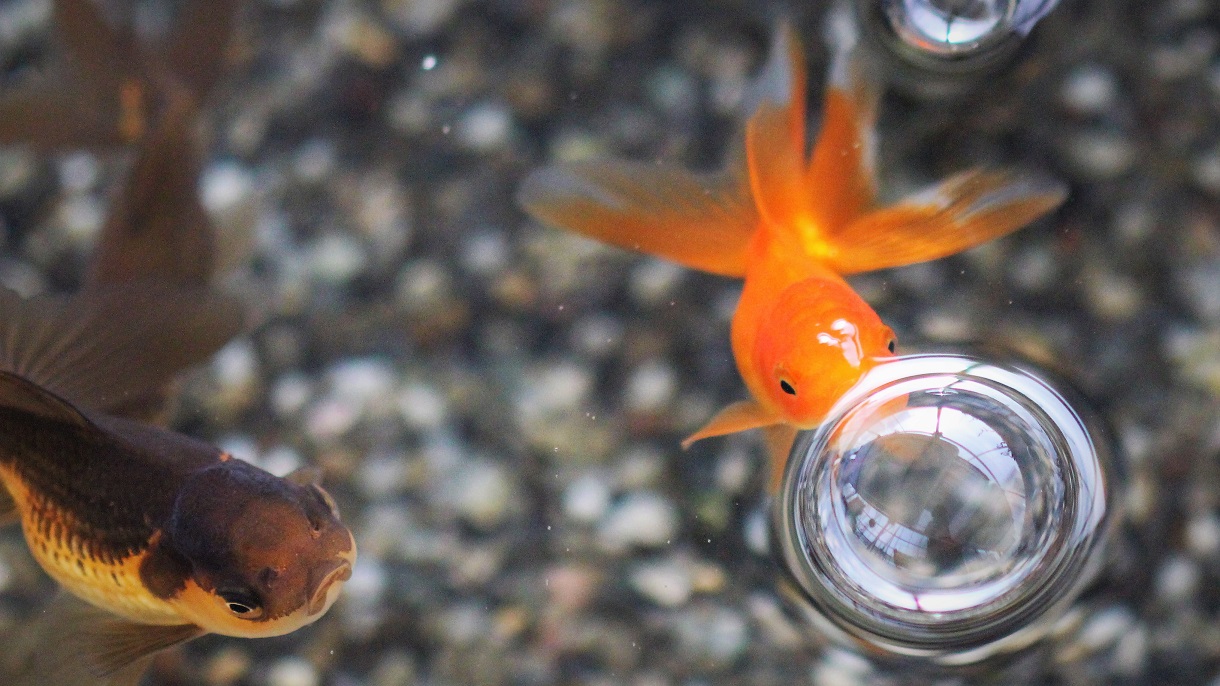 飯田産琉金｜金魚のガタキン