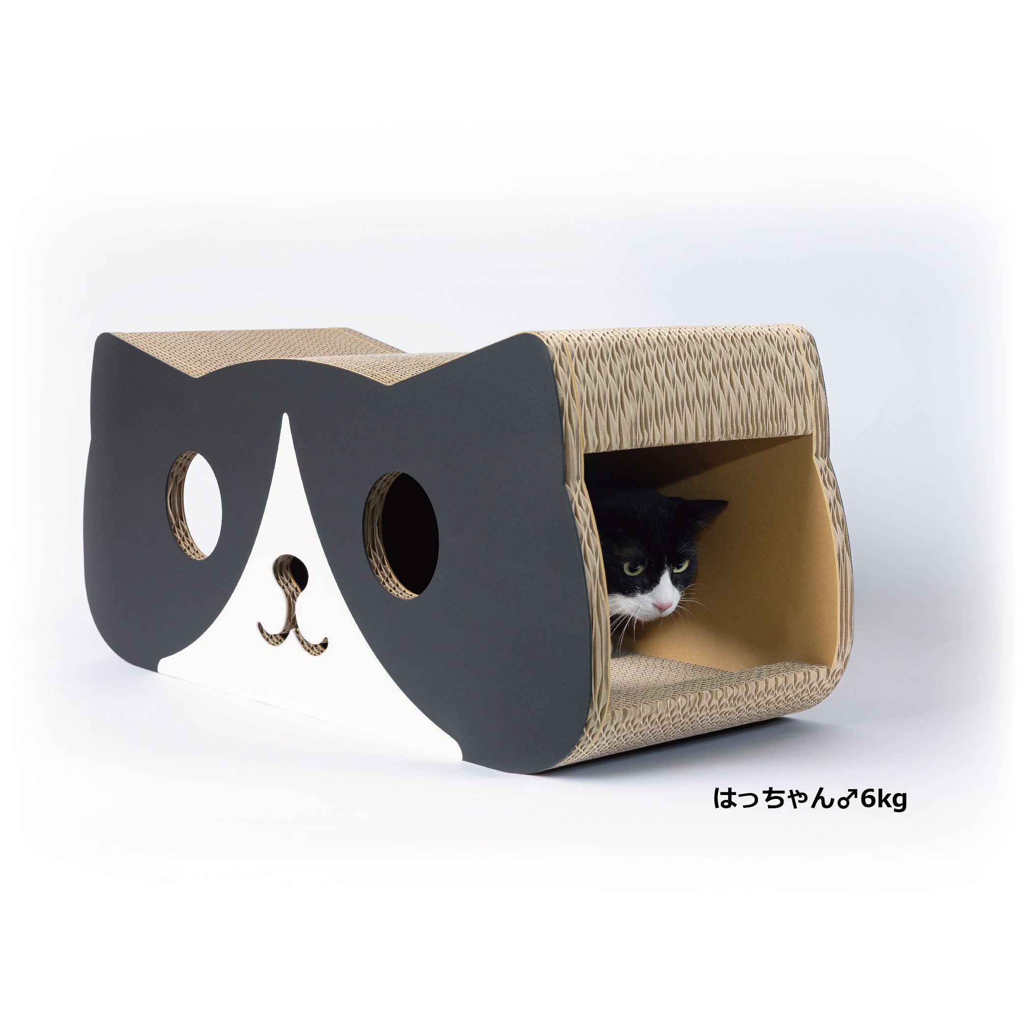 ハチワレの画像