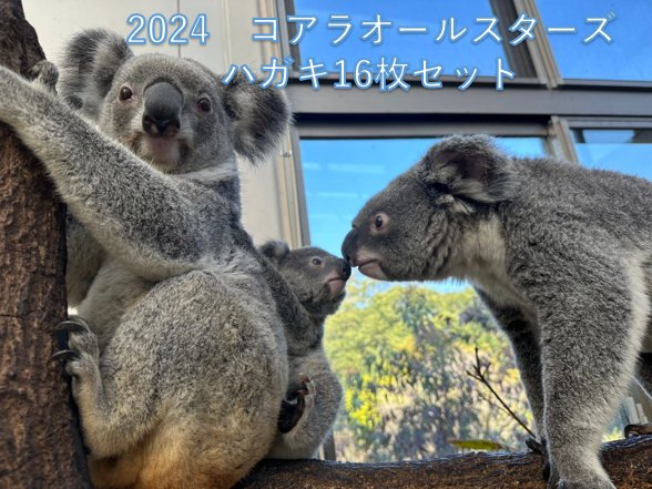 コアラ｜平川動物公園オンラインショップ （適格請求書発行事業者登録