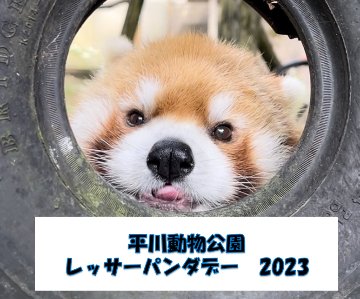 平川動物公園レッサーパンダデー2023画像