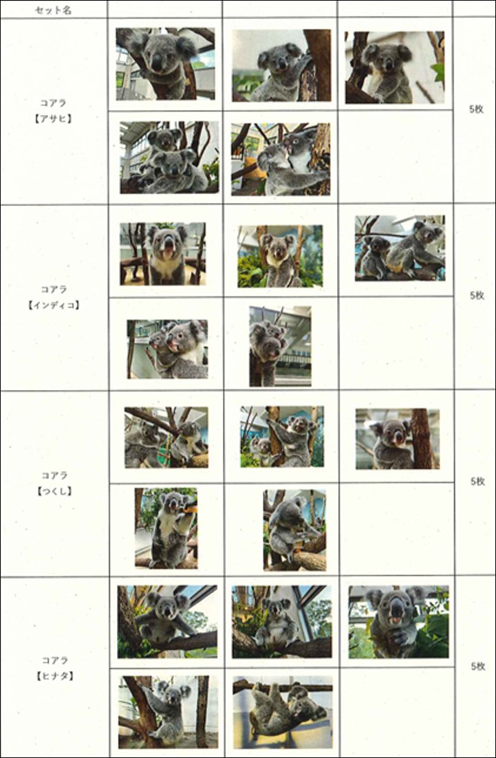 平川動物公園オリジナル写真コアラ2画像