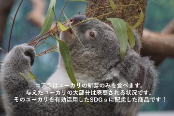 平川動物公園×LE ciel Fusèe   　　SDGs コアラの食べ残しユーカリ商品画像